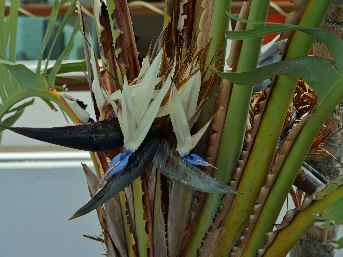 Blute Einer Palme Foto Bild Baume Natur Pflanzen Bilder Auf Fotocommunity