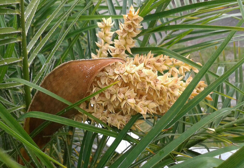 Blute Einer Palme Foto Bild Natur Landschaft Garten Parklandschaften Bilder Auf Fotocommunity