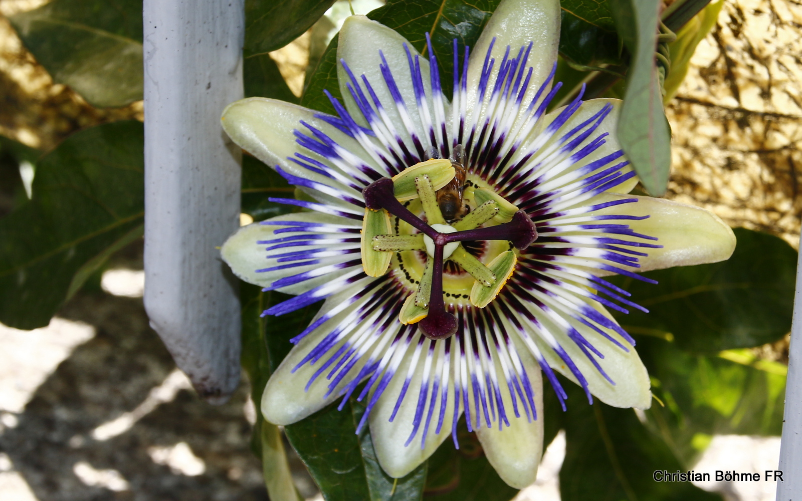 Blüte einer Pasionsfrucht