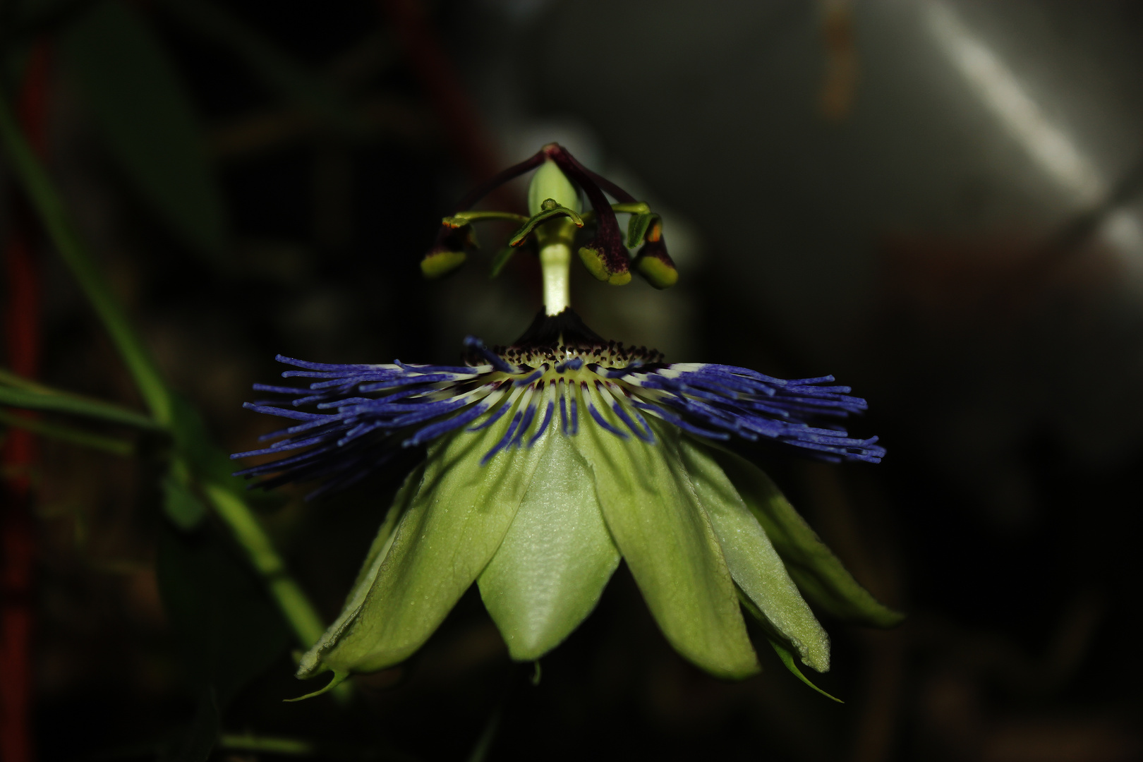 Blüte einer Passiflora caerulea