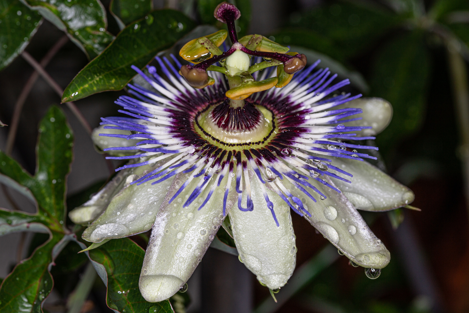 Blüte einer Passionsblume