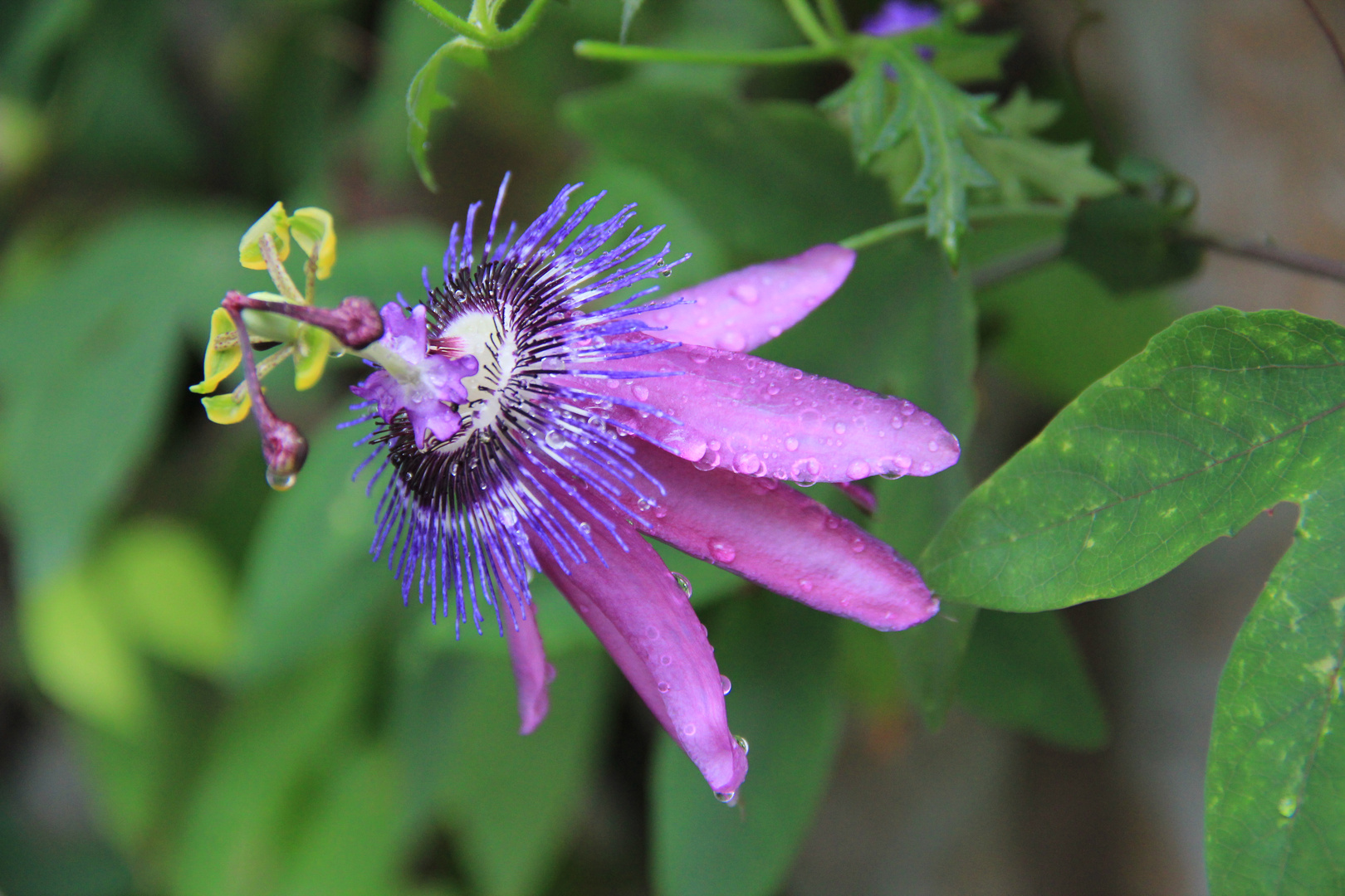 Blüte einer Passionsblume