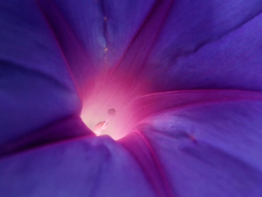 Blüte einer Pflanze aus dem Regenwaldhaus in Hannover