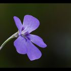 Blüte einer Pinguicula