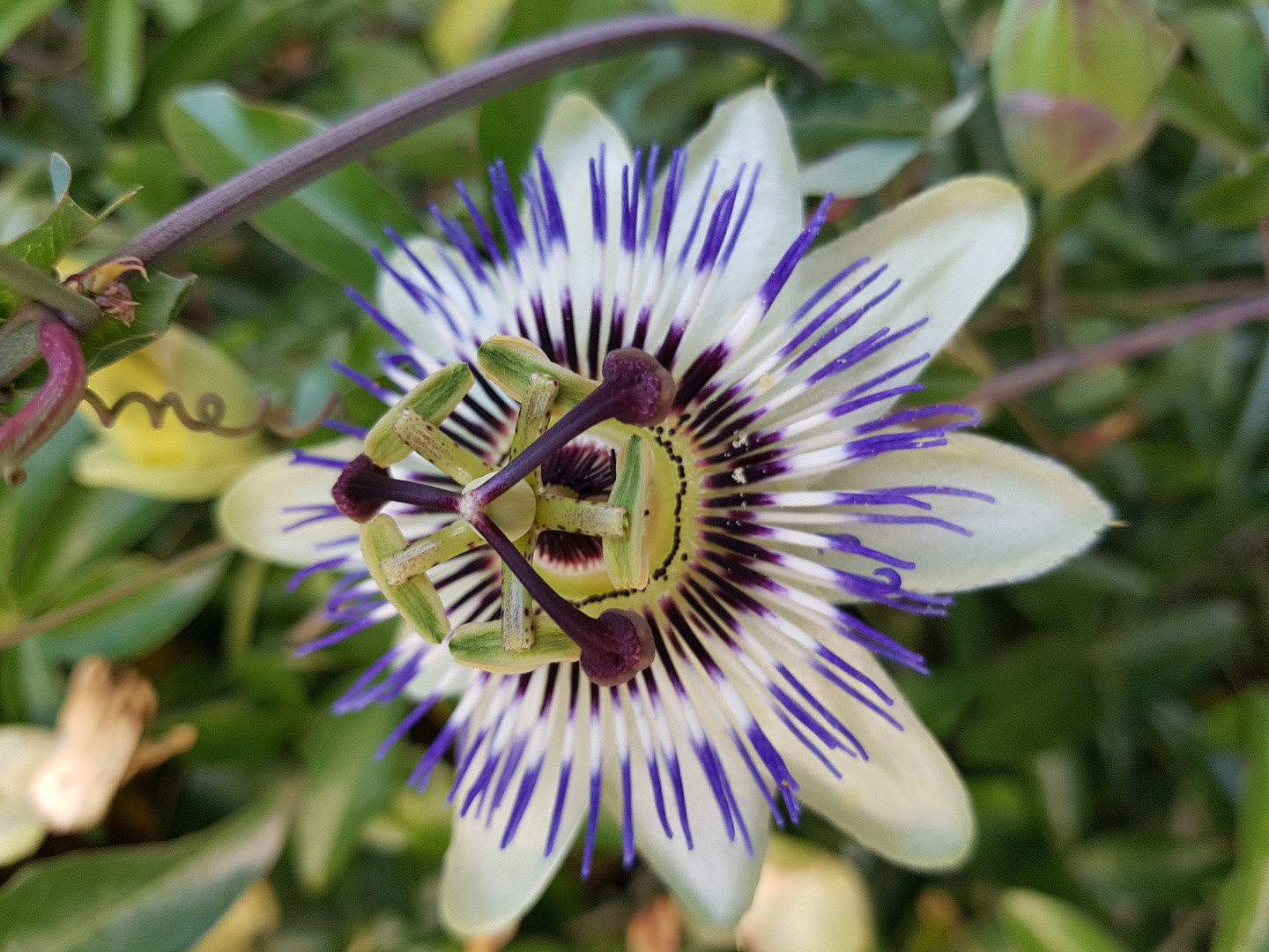 Blüte einer Porzelanblume ?