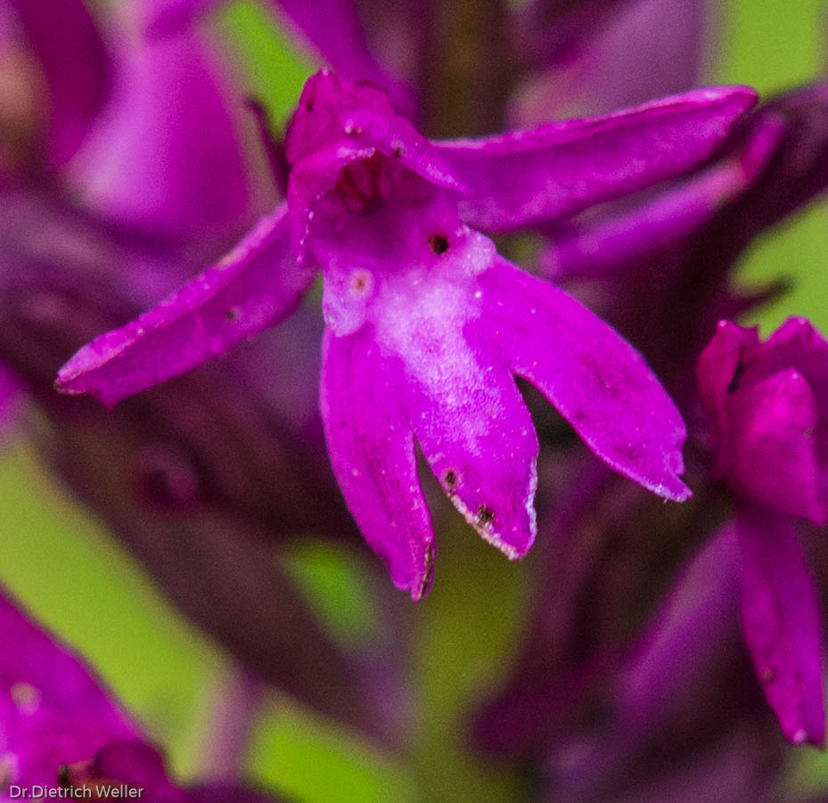 Blüte einer Pyramidenhundswurz