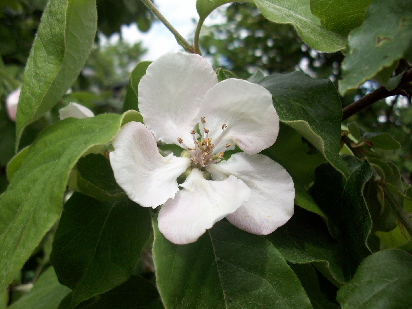 Blüte einer Quitte