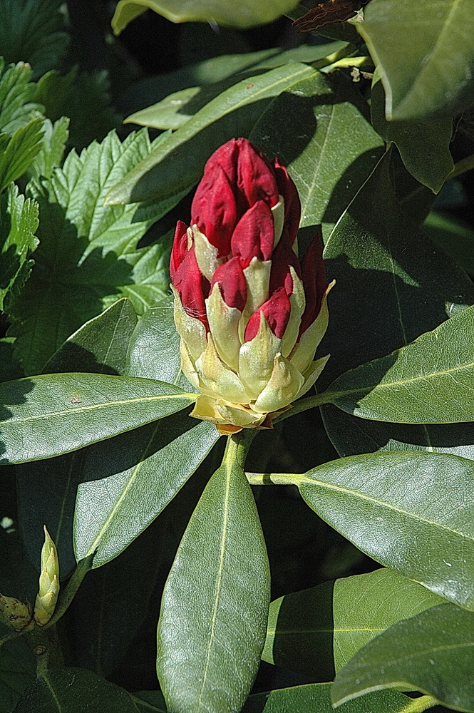 Blüte einer Rhododendron