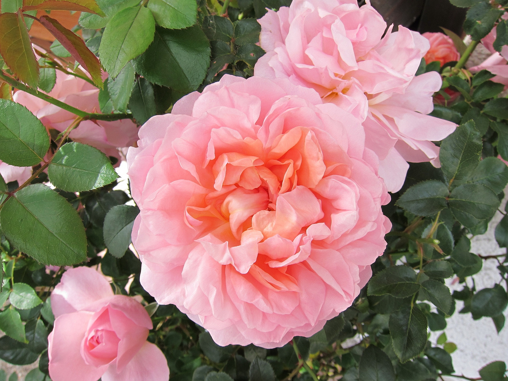 Blüte einer Rosenstaude