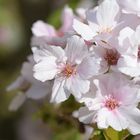 Blüte einer Säulenkirsche