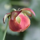 Blüte einer Schlauchpflanze (Sarracenia oreophila )