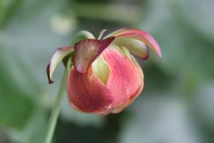 Blüte einer Schlauchpflanze (Sarracenia oreophila )