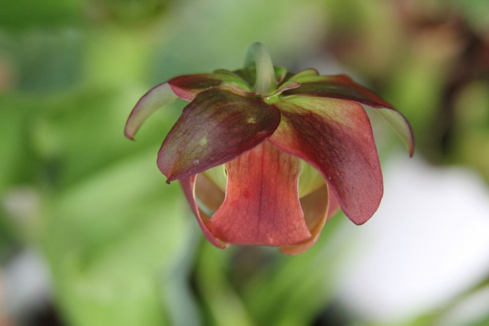 Blüte einer Schlauchpflanze (Sarracenia oreophila )