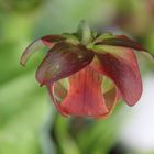 Blüte einer Schlauchpflanze (Sarracenia oreophila )