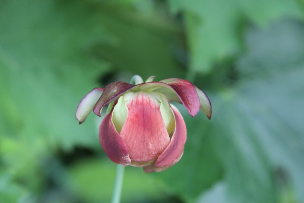 Blüte einer Schlauchpflanze (Sarracenia oreophila )
