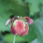 Blüte einer Schlauchpflanze (Sarracenia oreophila )