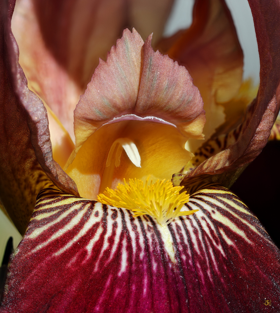 Blüte einer Schwertlilie