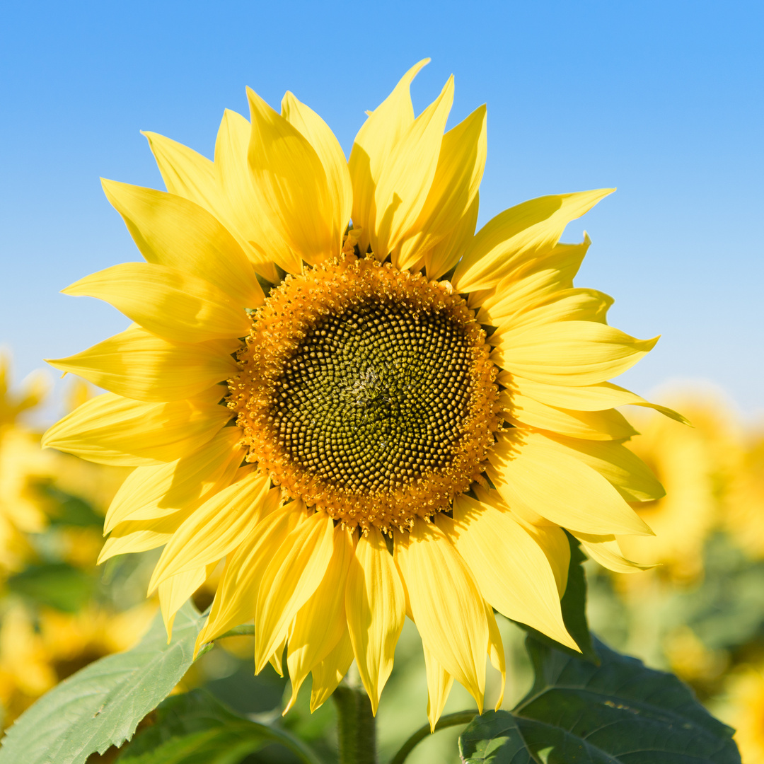 Blute Einer Sonnenblume Foto Bild Pflanzen Pilze Flechten