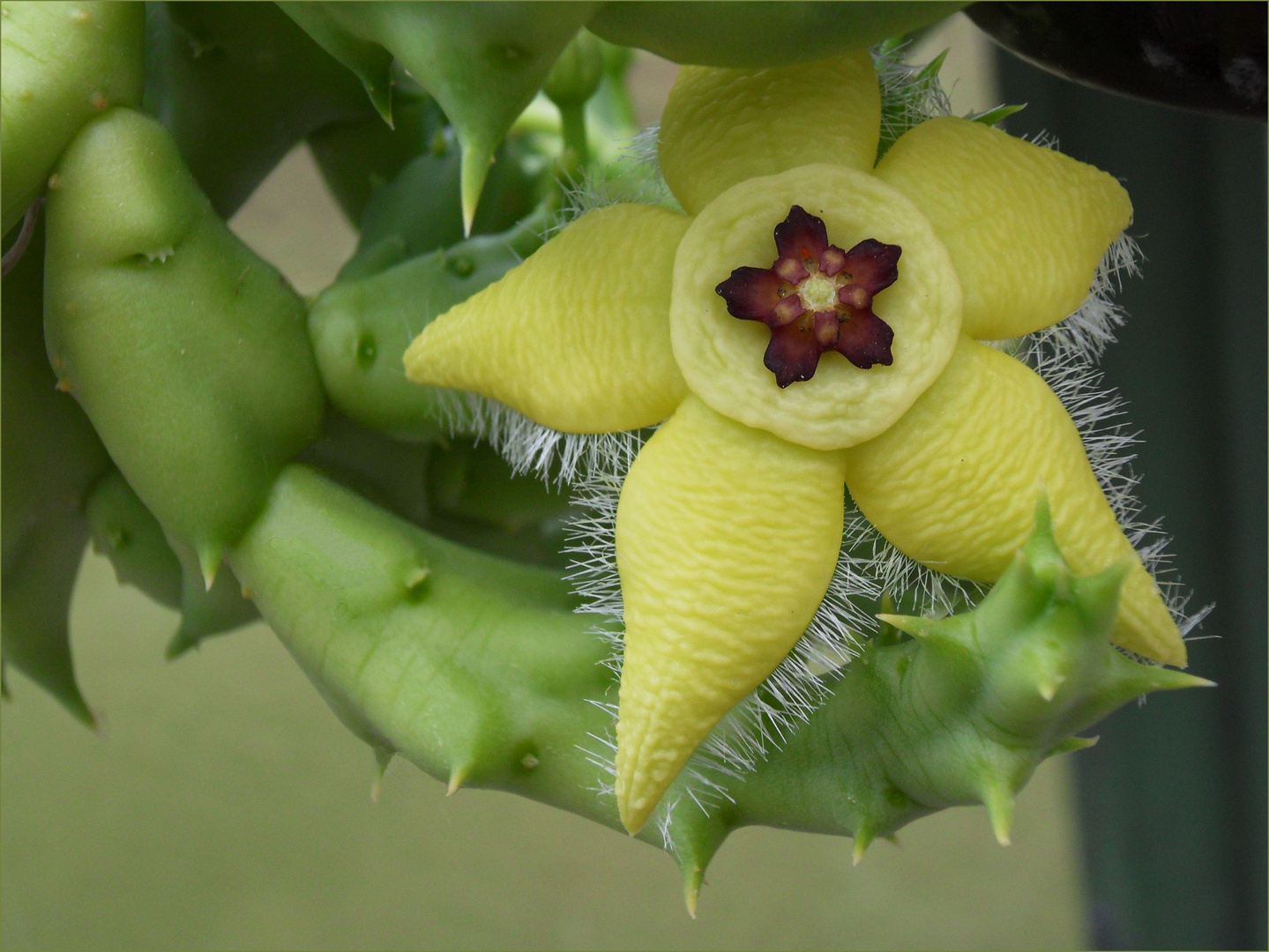 Blüte einer Stapelia