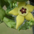 Blüte einer Stapelia