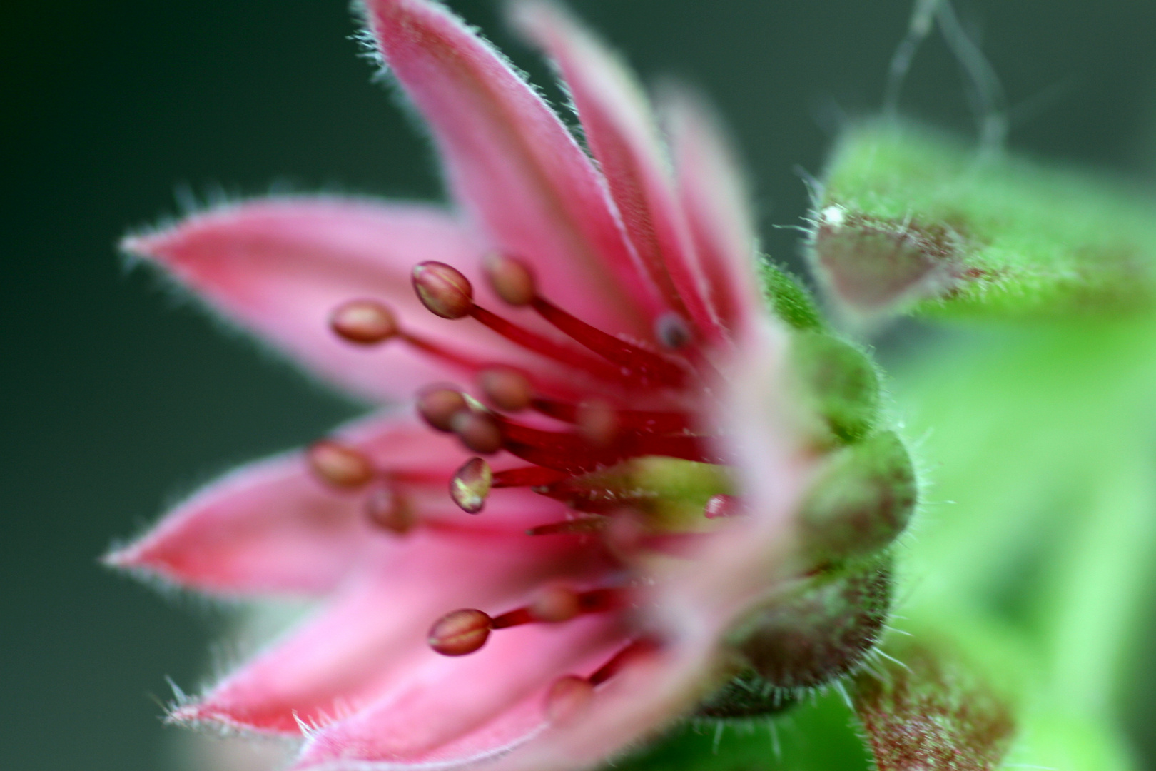 Blüte einer Steinpflanze