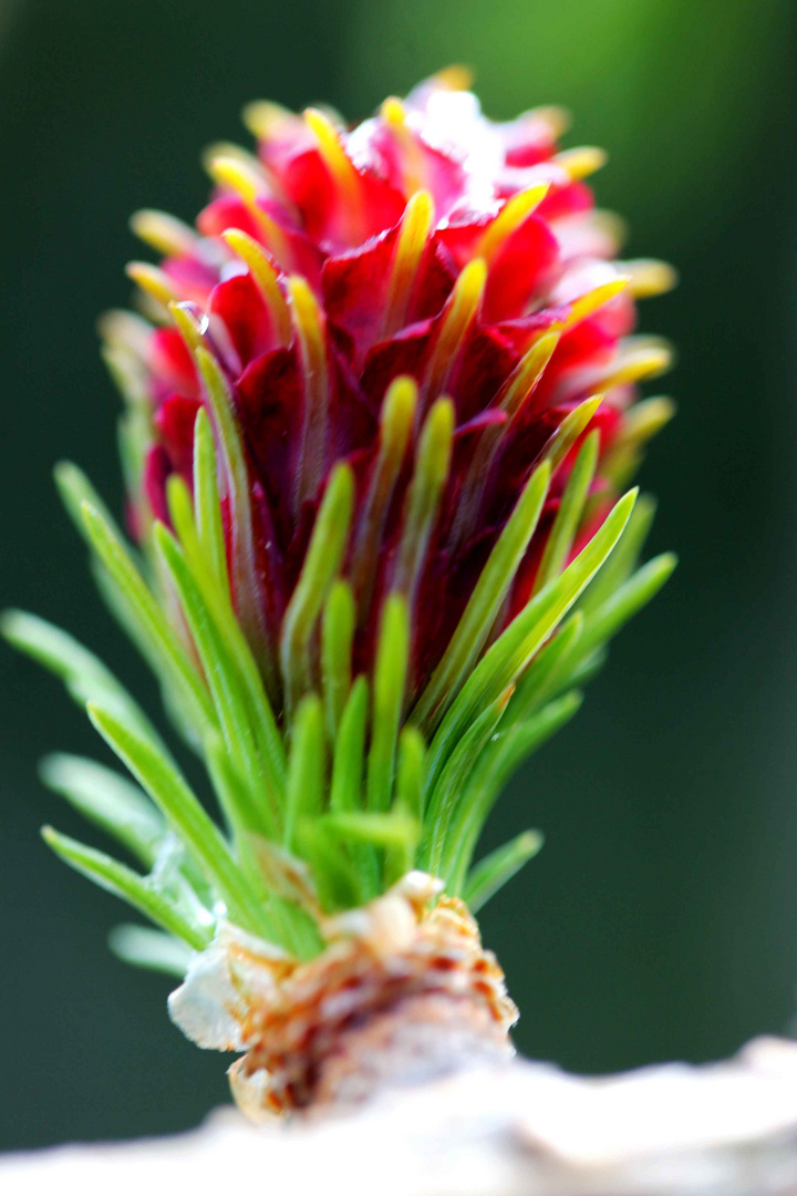 Blüte einer sterbenden Lärche