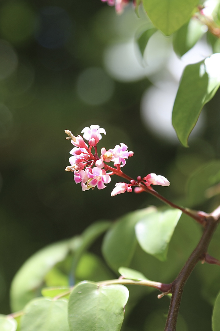 Blüte einer Sternfrucht (I)