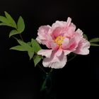 Blüte einer Strauch-Pfingstrose