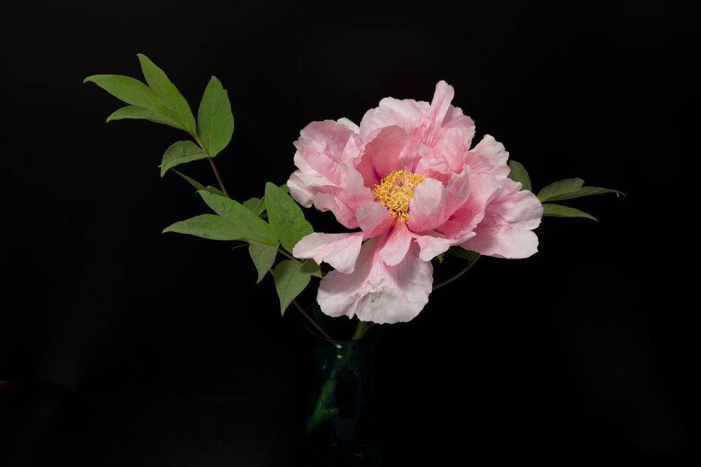 Blüte einer Strauch-Pfingstrose