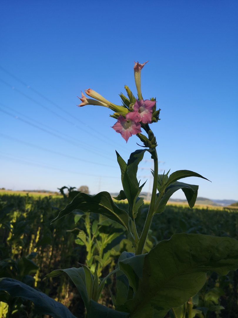 Blüte einer Tabakpflanze Foto & Bild natur, pflanzen, pilze