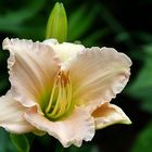 Blüte einer Taglilie