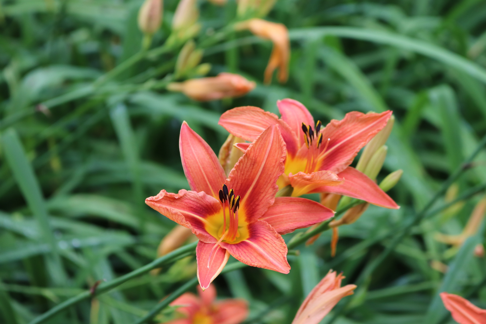 Blüte einer Taglilie