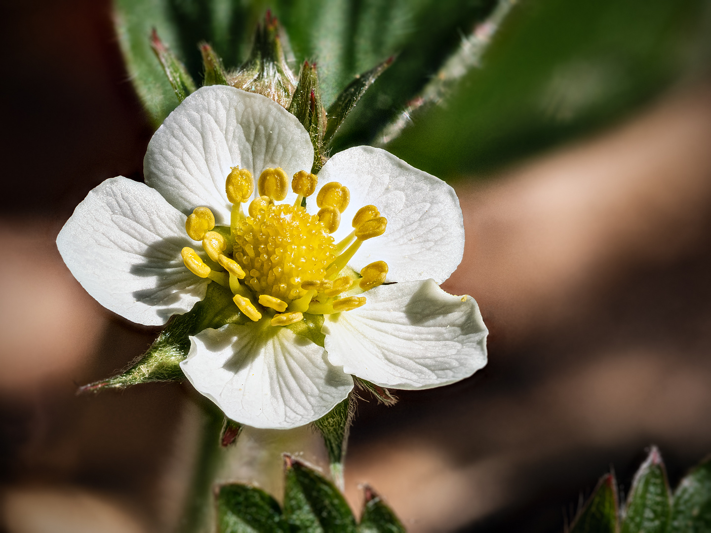 Blüte einer Wald-Erdbeere