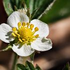 Blüte einer Wald-Erdbeere