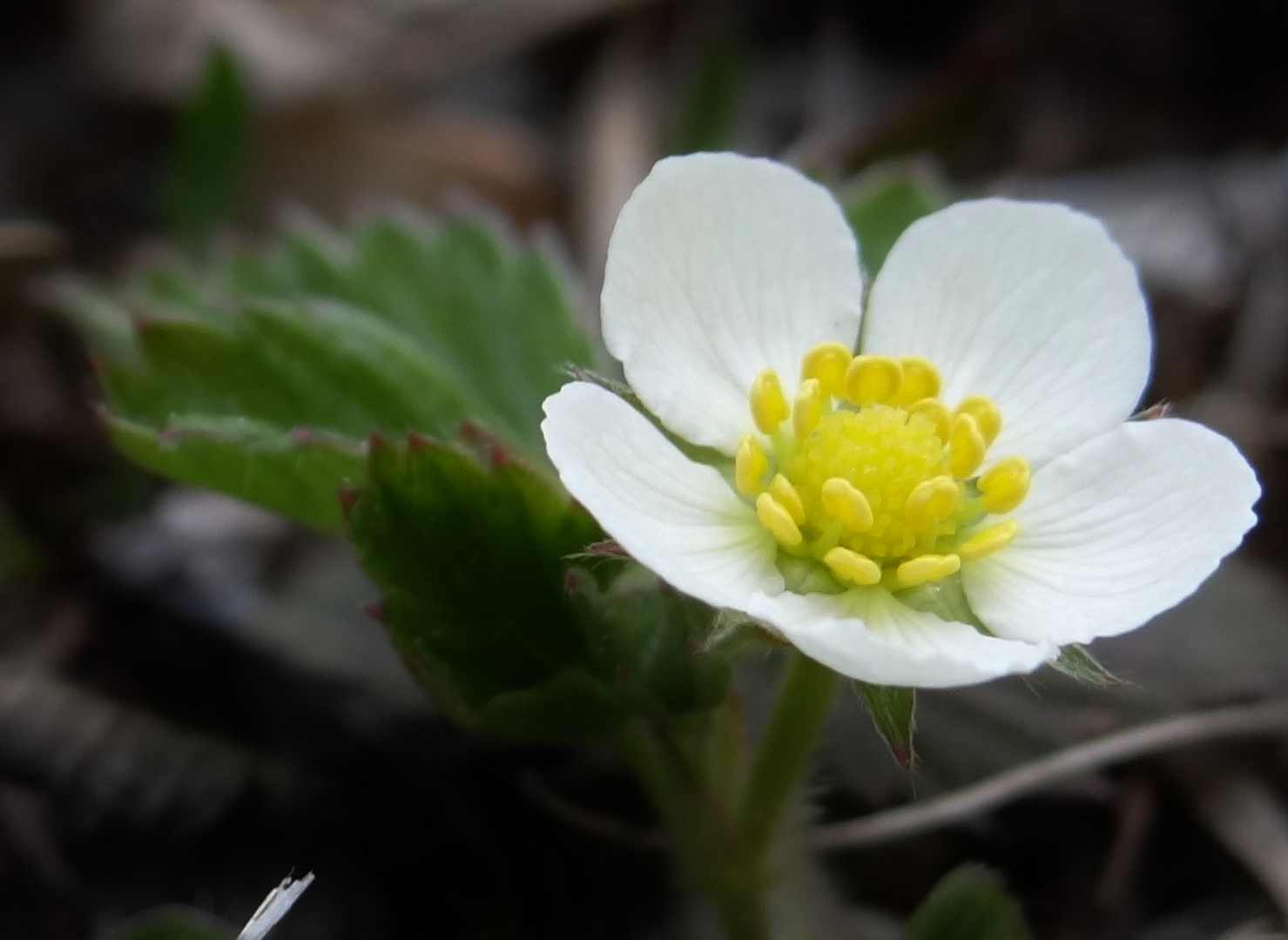 Blüte einer Walderdbeere