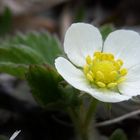 Blüte einer Walderdbeere