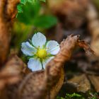 Blüte einer Walderdbeere