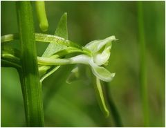 Blüte einer Waldhyazinthe