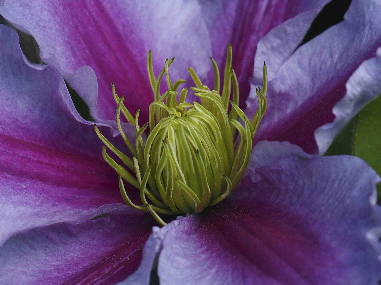 Blüte einer Waldrebe