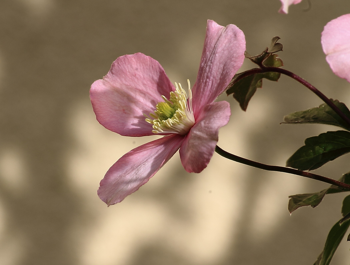 Blüte einer Waldrebe