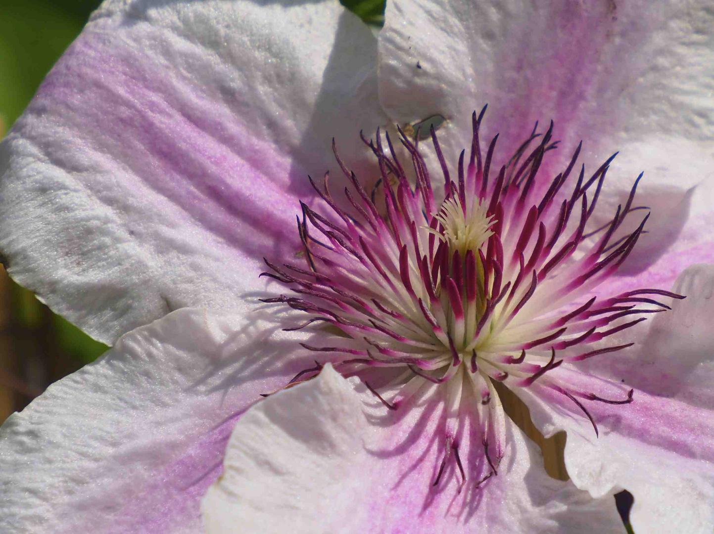 BlÜTE EINER WALDREBE