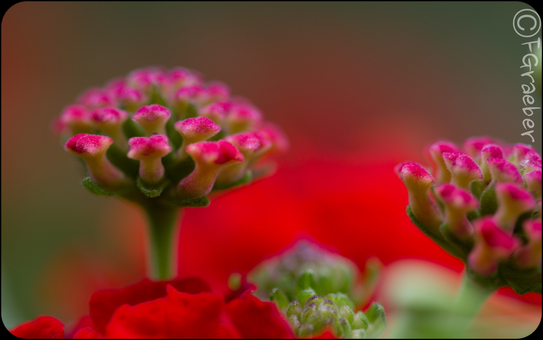 Blüte einer Wandelrößchen