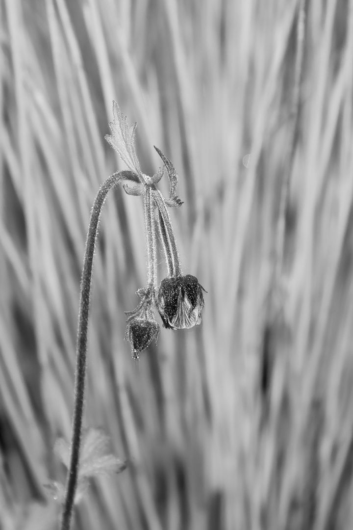 Blüte einer Wasserpflanze in s/w