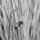 Blüte einer Wasserpflanze in s/w