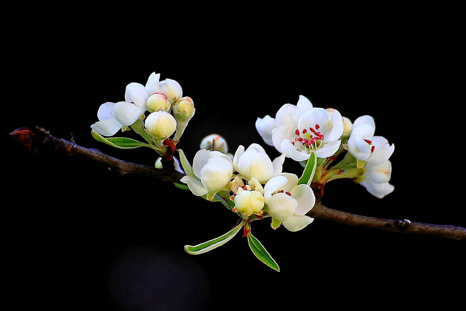 Blüte einer Weidenbirne