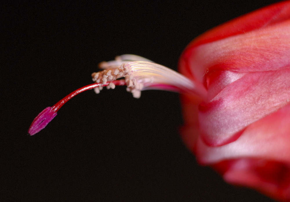 Blüte einer Weihnachtskaktee I