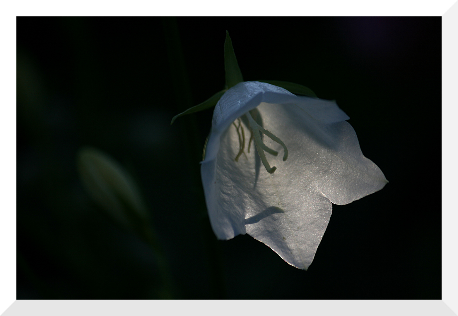 ...Blüte einer weißen Glockenblume...