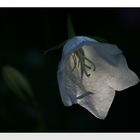 ...Blüte einer weißen Glockenblume...
