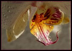 Blüte einer weissen Orchidee (Reload)