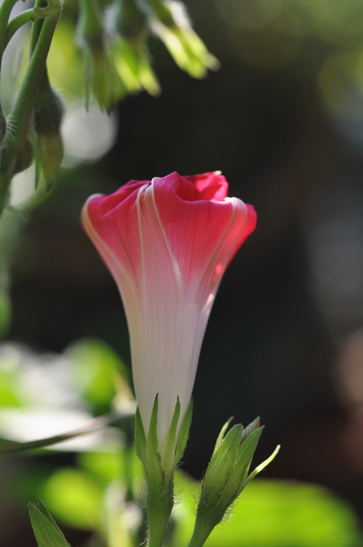 Blüte einer Wicke beim Öffnen